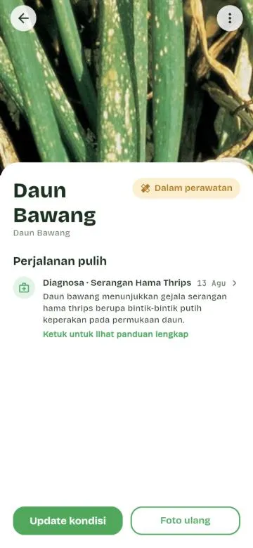 PlantDoc: hasil diagnosa hama thrips pada daun bawang